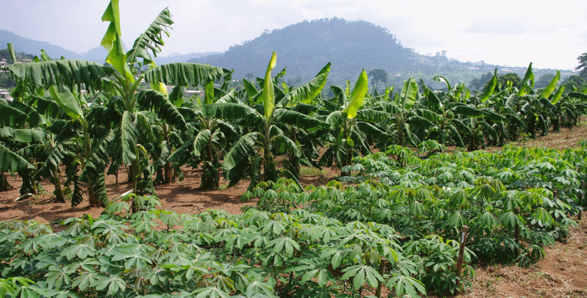 African Development Bank targets climate resilience in northern Cameroon