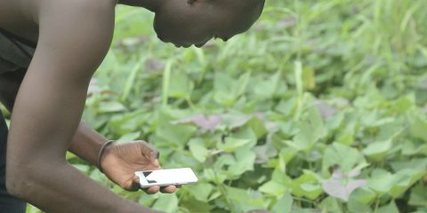 TIC et agriculture la symbiose parfaite pour l’émergence de l Afrique