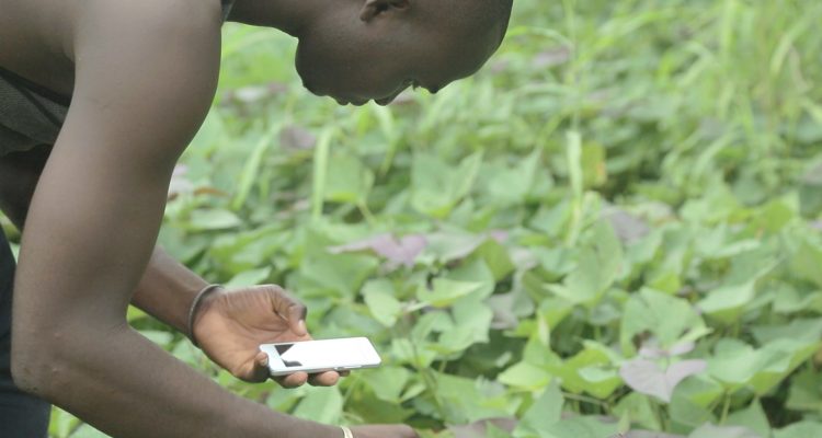 TIC et agriculture la symbiose parfaite pour l’émergence de l Afrique